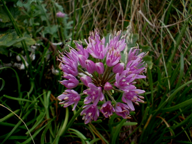 Allium lusitanicum / Aglio montano